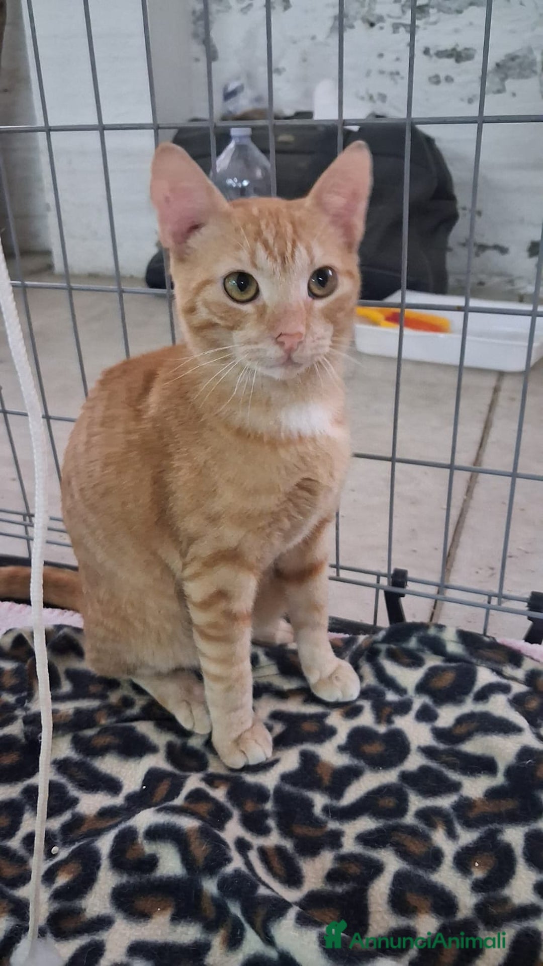 Altre razze gatti in regalo: GATTINA MERAVIGLIOSA - Annuncio 3