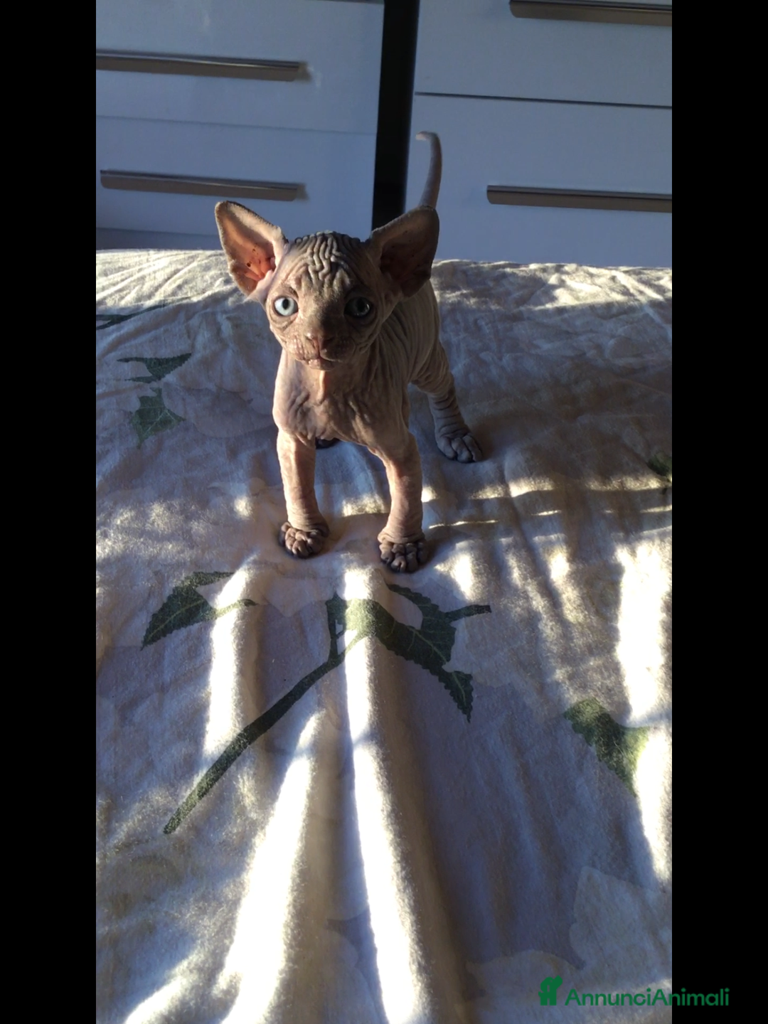Sphynx gatti in vendita: Cuccioli di sphynx con pedigree  - Annuncio 2