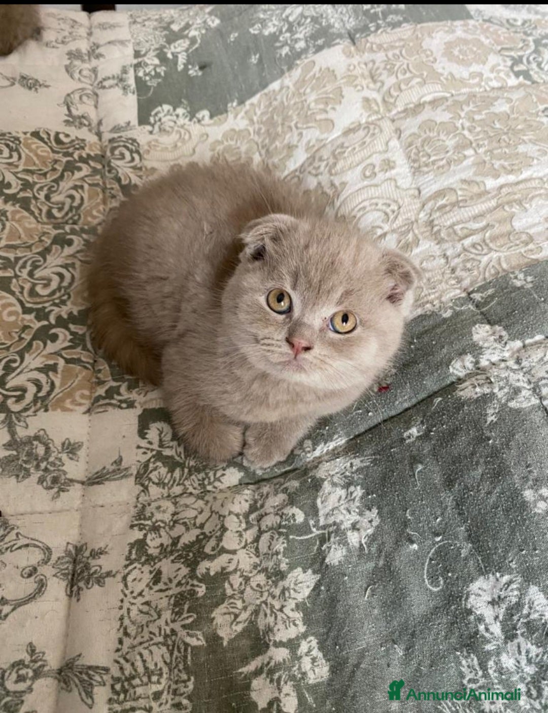 Scottish gatti in vendita: Scottish fold maschio  a Provincia di Cremona - Immagine 2