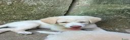 Meticcio cani in regalo: Chiara cerca casa 💙 - Annuncio 6