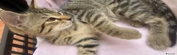 Altre razze gatti in regalo: Gattini  - Annuncio 4