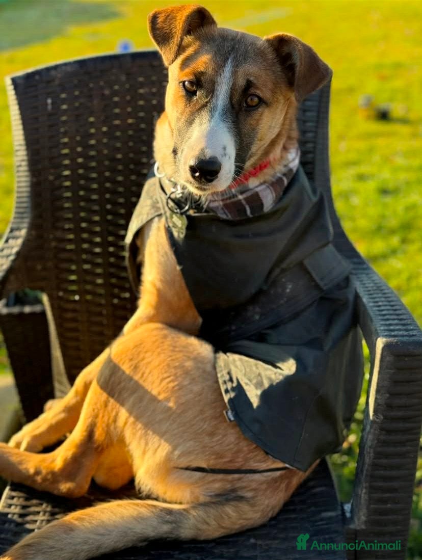 Meticcio cani ASTRA, bellissima cucciolona rischia il canile! - Annuncio 1