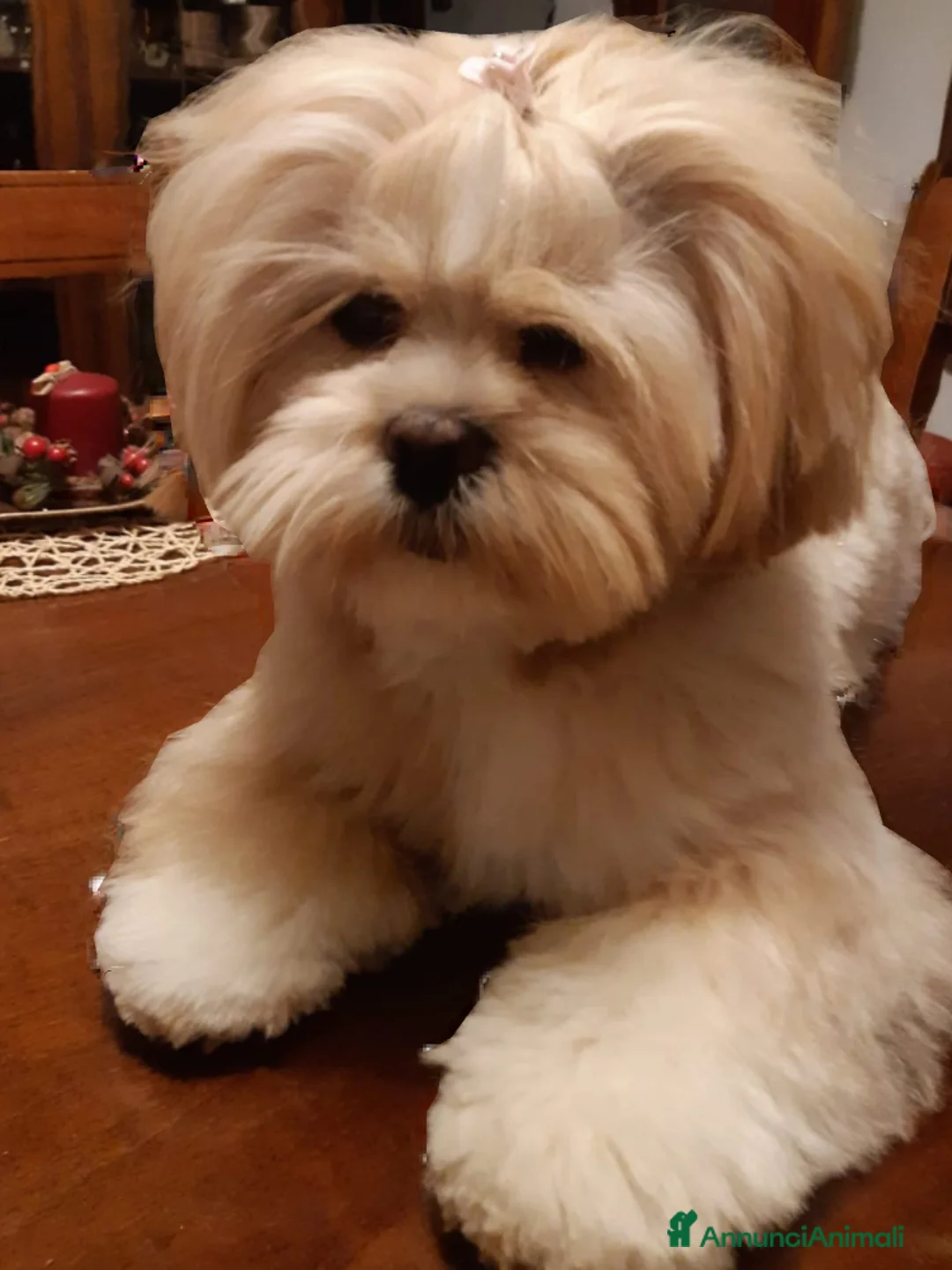 Immagine della galleria {{count}}