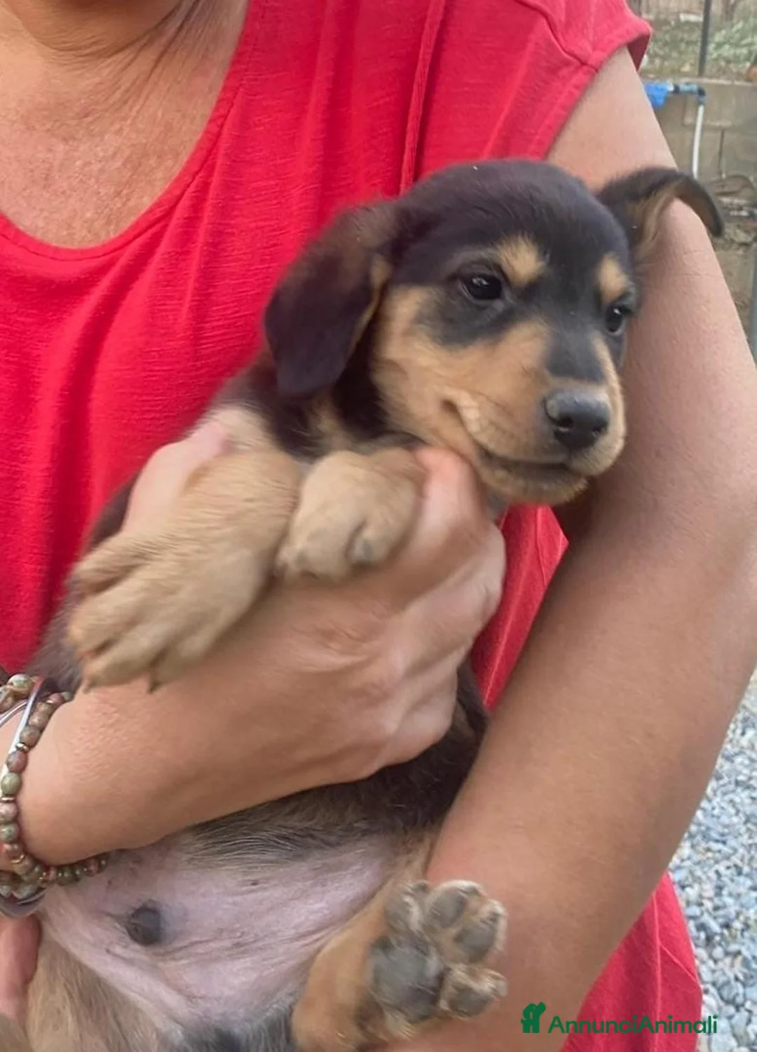 Meticcio cani in regalo: OBY 💙 UN PICCOLO TESORO TUTTO DA SCOPRIRE - Annuncio 2