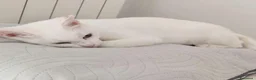 Altre razze gatti in regalo: Micina di un anno cerca casa - Annuncio 2