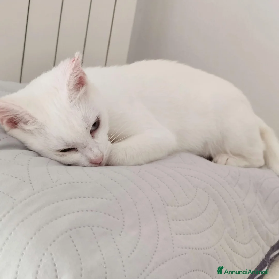 Altre razze gatti in regalo: Micina di un anno cerca casa - Annuncio 2