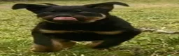 Rottweiler cani in vendita: Rottweiler Ciccioli Allrvsmrnto affisso ENCI - Annuncio 2