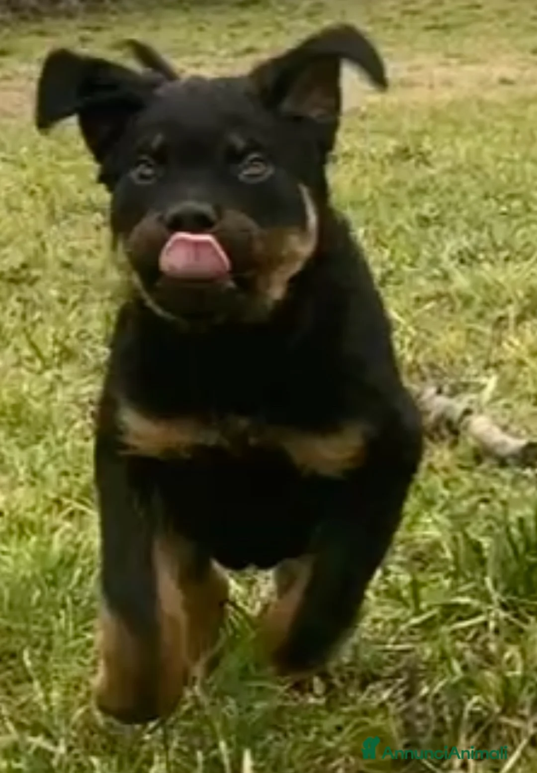 Rottweiler cani in vendita: Rottweiler Ciccioli Allrvsmrnto affisso ENCI - Annuncio 2