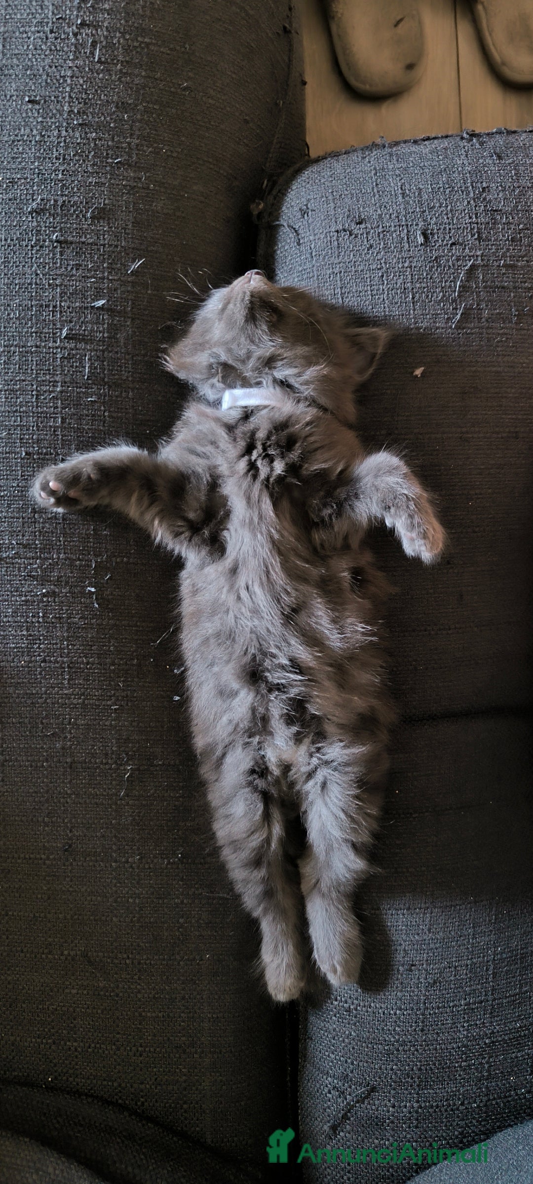 Maine Coon gatti in vendita: Cuccioli Maine Coon Blue - Annuncio 4