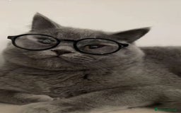 British gatti in vendita: Fantastici Gattine British-Scottish a Città Metropolitana di Firenze - Immagine 14