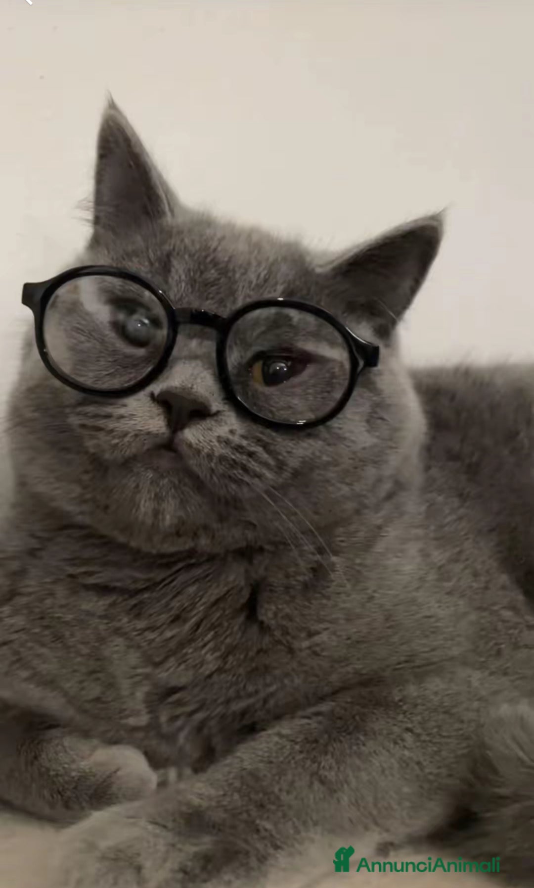 British gatti in vendita: Fantastici Gattine British-Scottish a Città Metropolitana di Firenze - Immagine 14