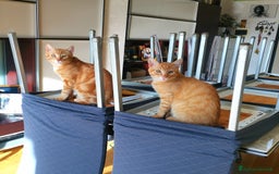 Altre razze gatti in regalo: Gattini Rossi  a Città metropolitana di Roma Capitale - Immagine 10