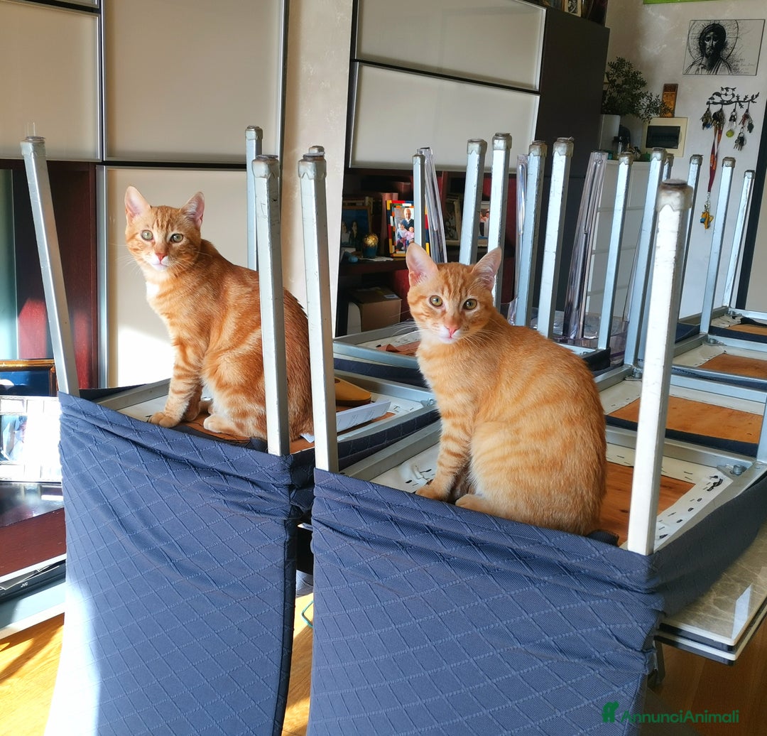 Altre razze gatti in regalo: Gattini Rossi  a Città metropolitana di Roma Capitale - Immagine 10