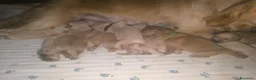 Golden Retriever cani in vendita: Cuccioli di Golden retriever con pedigree ENCI  - Annuncio 16