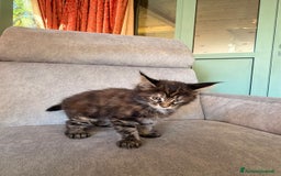 Maine Coon gatti in vendita: Cuccioli Maine Coon  - Immagine 9