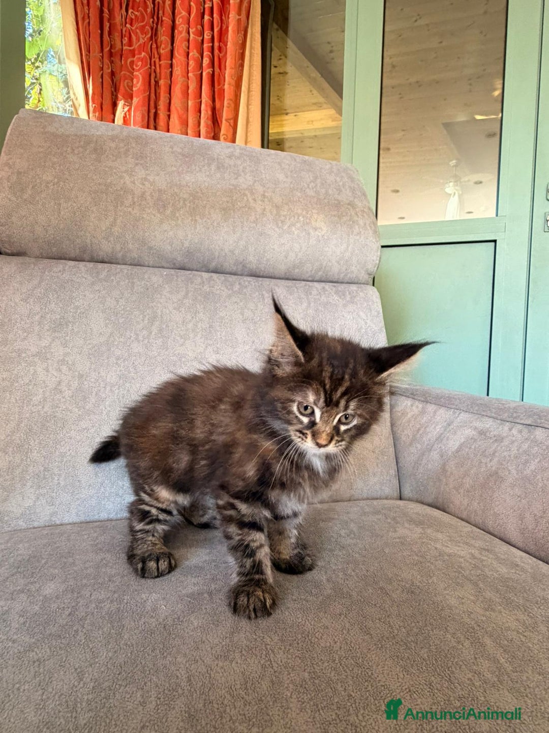 Maine Coon gatti in vendita: Cuccioli Maine Coon  - Immagine 9