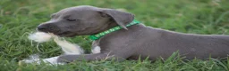 Pitbull cani in vendita: Cuccioli di Pit Bull Blue Nose anche a rate - Annuncio 29
