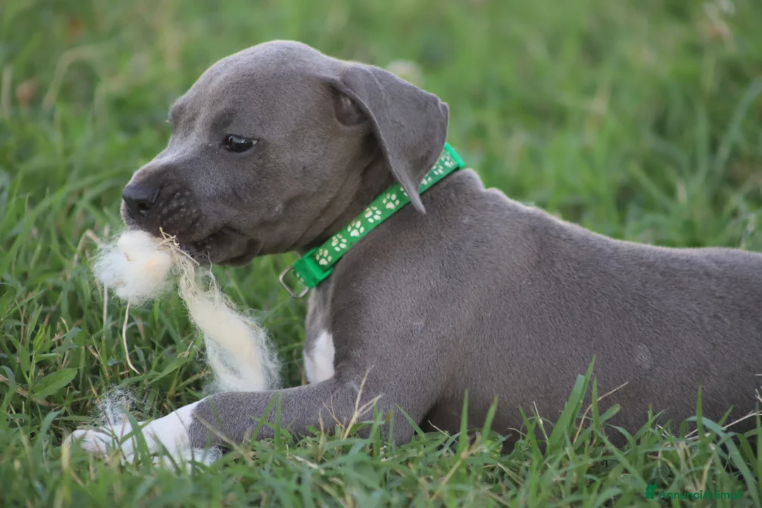 Pitbull cani in vendita: Cuccioli di Pit Bull Blue Nose anche a rate - Annuncio 29