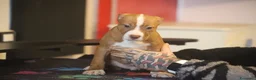 Pitbull cani in vendita: Cuccioli di Pit Bull con pedigree anche a rate - Annuncio 3