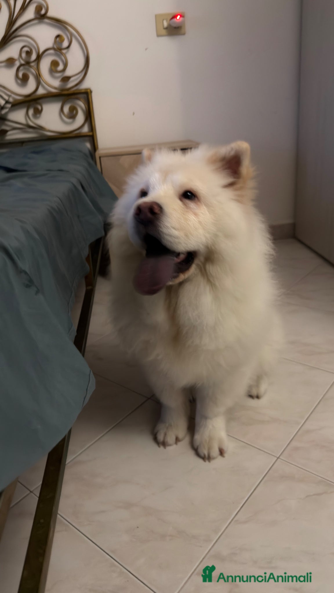 Chow Chow cani in vendita: Vendo bellissima Chow Chow a Città metropolitana di Milano - Annuncio 2