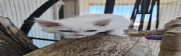 Maine Coon gatti in vendita: Maine coon  - Annuncio 9