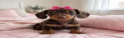 Bassotto cani in vendita: Bassotto tedesco femmina  - Annuncio 6