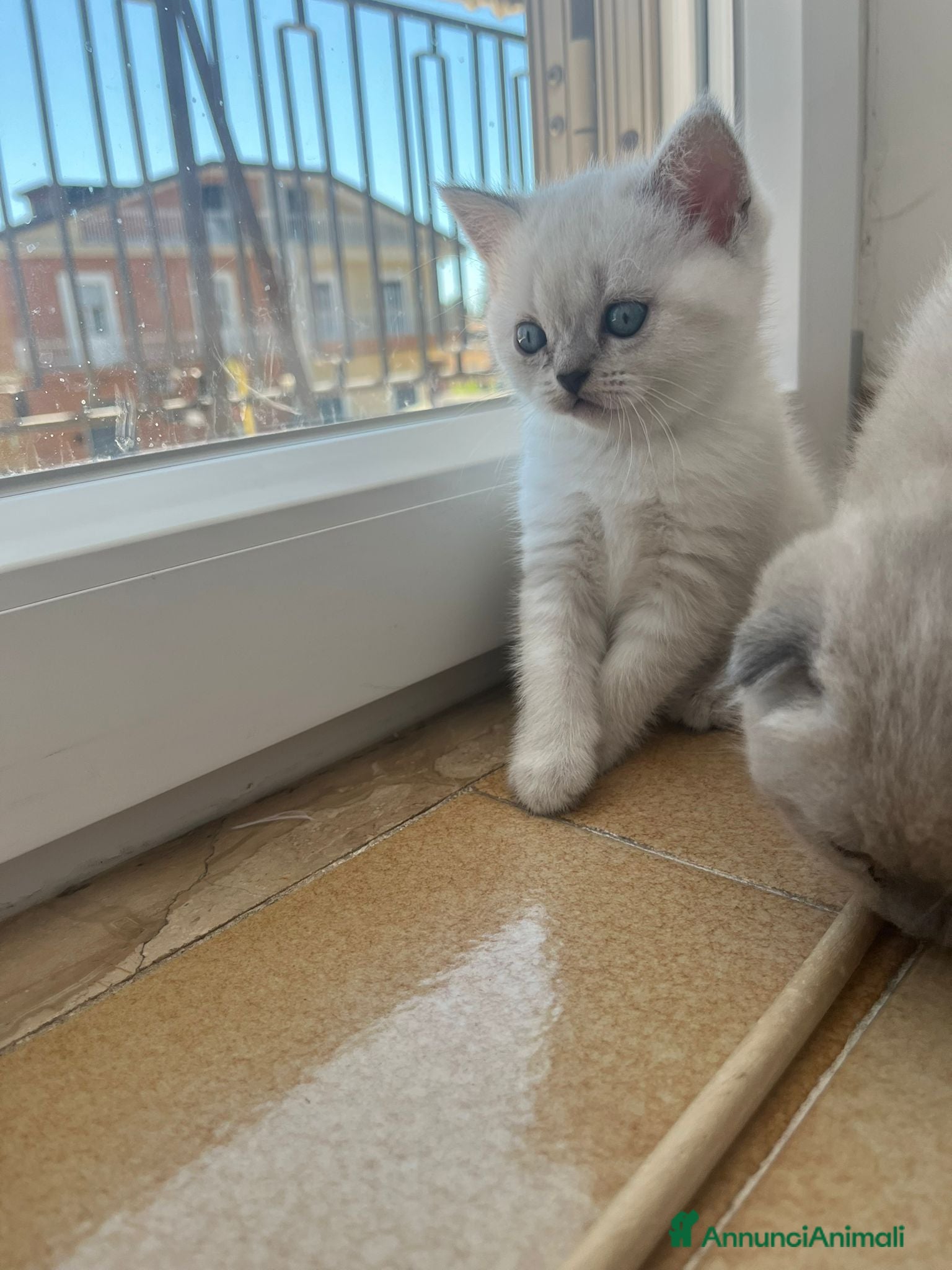 Scottish gatti Cuccioli scottish fold e straight  - Annuncio 11