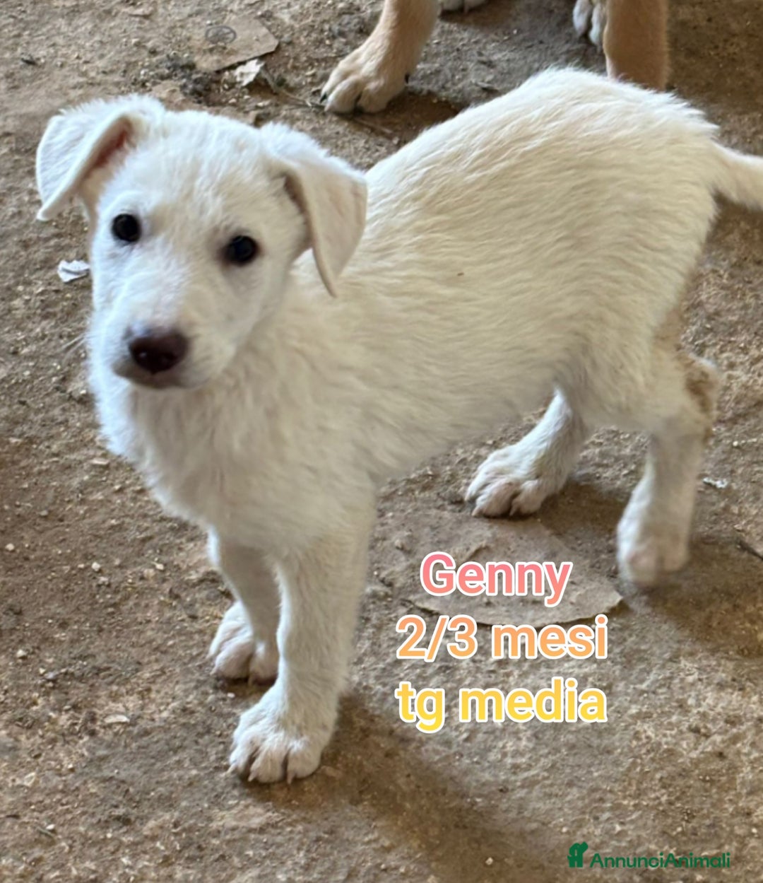 Meticcio cani in regalo: CUCCIOLI, URGENTE: TEMPO SCADUTO  - Annuncio 3