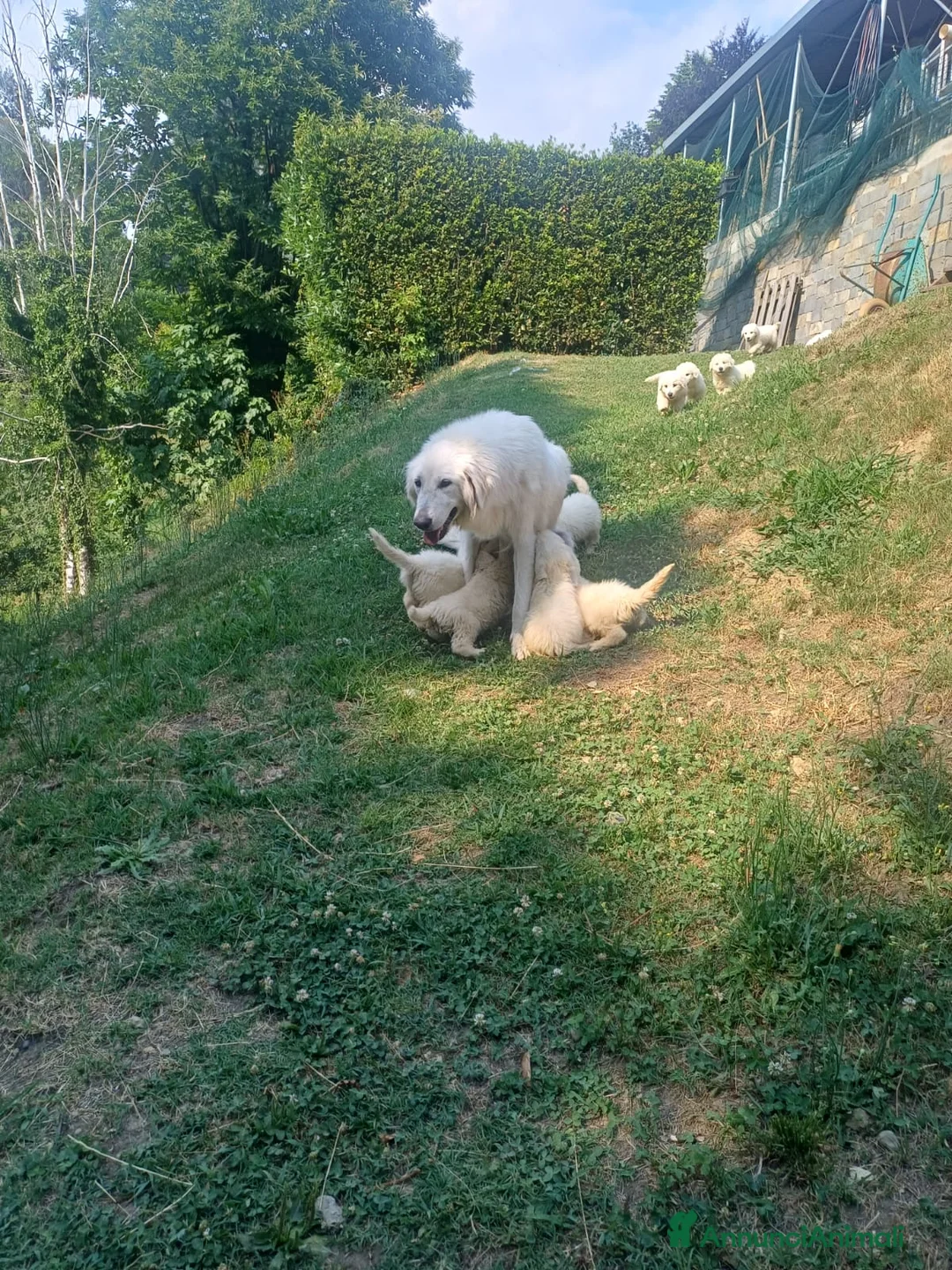 Pastore Abbruzzese Maremmano cani in vendita: Vendesi cuccioli Pastore Maremmano Abruzzese - Annuncio 2