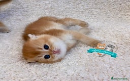 Scottish gatti in vendita: Scottish Fold Enfi Cuccioli Disponibili - Immagine 4