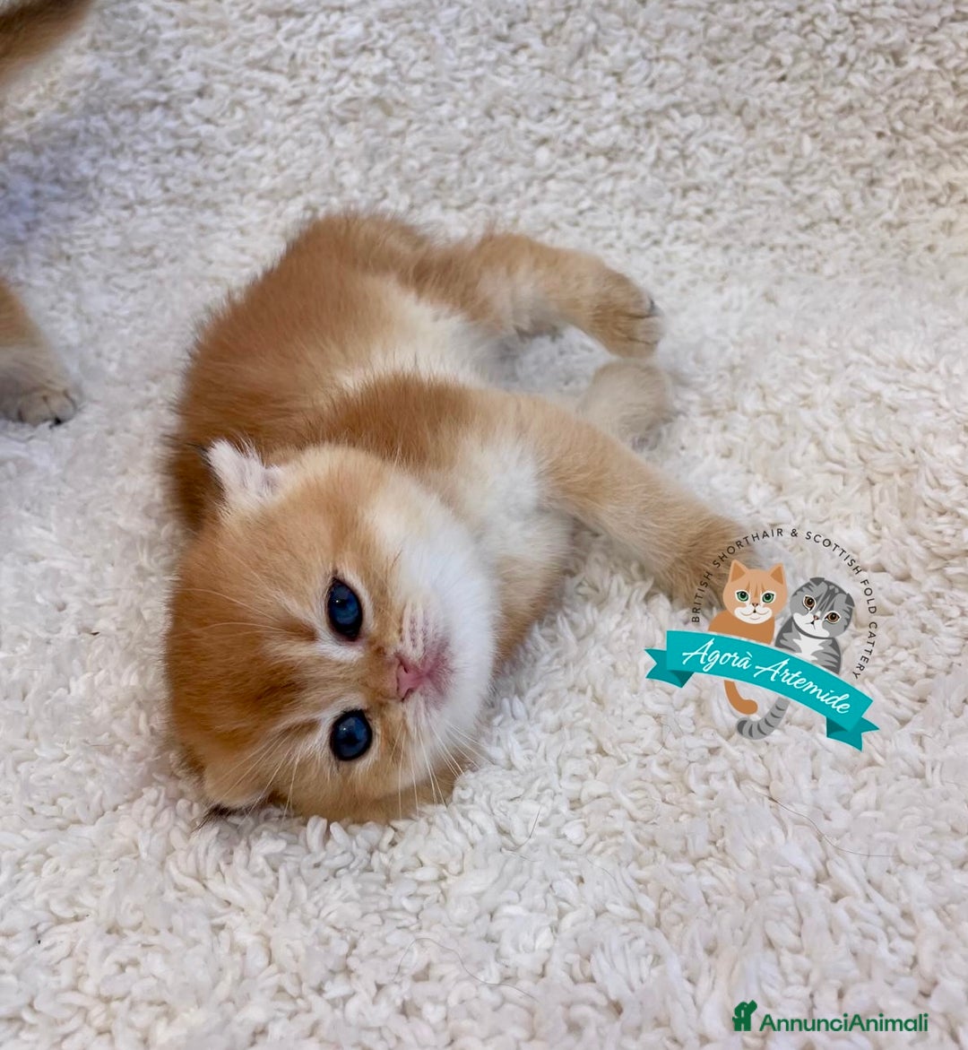 Scottish gatti in vendita: Scottish Fold Enfi Cuccioli Disponibili - Immagine 4