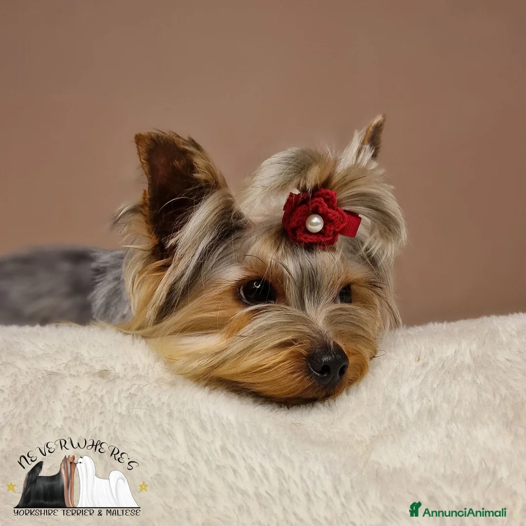 Yorkshire cani in vendita: Cuccioli di Yorkshire Terrier  - Annuncio 2