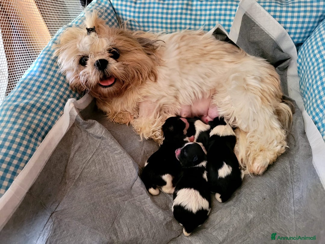 Shih Tzu cani in vendita: SHITH TZU - Annuncio 4