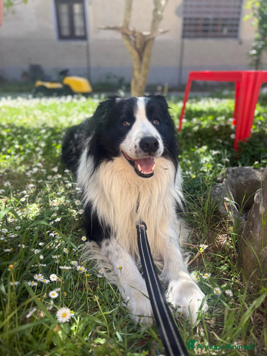 Border Collie cani per accoppiamento: Accoppiamento  a Città Metropolitana di Firenze - Annuncio 3
