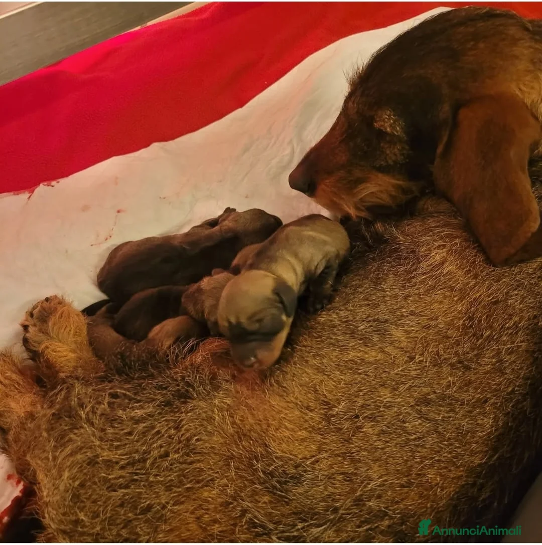 Bassotto cani in vendita: Bassotti a pelo duro  - Annuncio 8