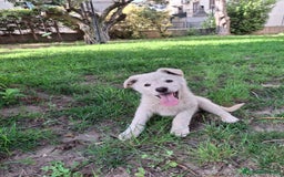 Meticcio cani in regalo: SID 💙-cucciolo “orsetto lanoso” cerca la sua casa a Città metropolitana di Milano - Immagine 7