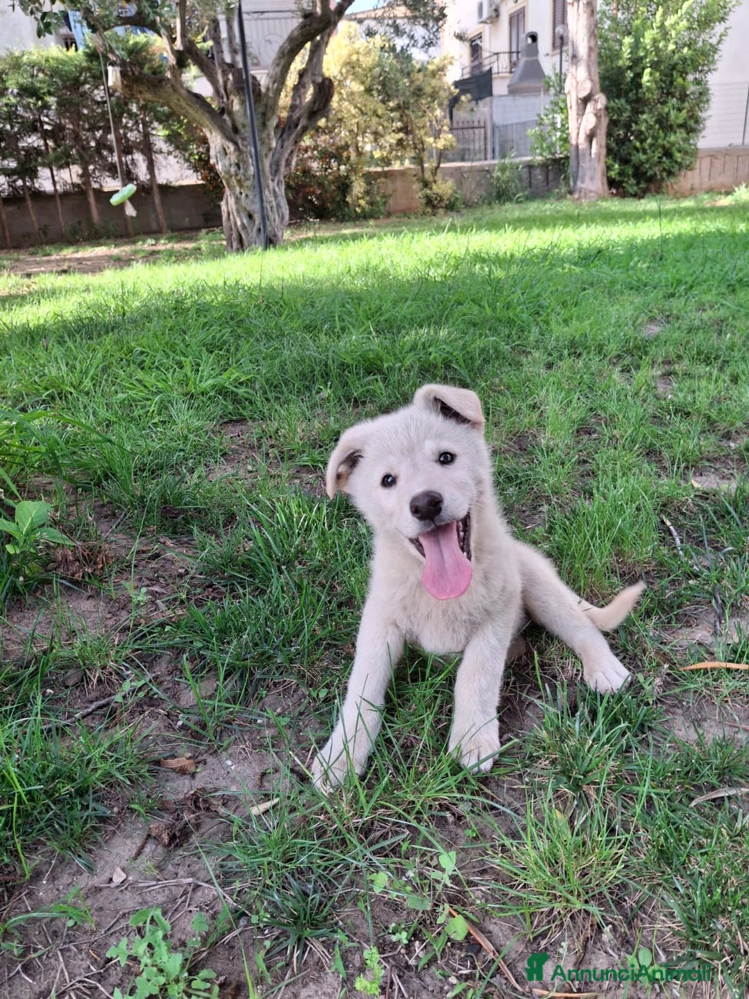 Meticcio cani in regalo: SID 💙-cucciolo “orsetto lanoso” cerca la sua casa a Città metropolitana di Milano - Immagine 7