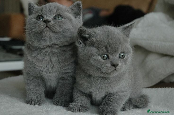 British gatti British shorthair cuccioli a Provincia di Como - Annuncio 15