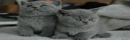 British gatti in vendita: British shorthair cuccioli a Provincia di Como - Annuncio 1