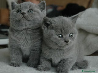 British gatti British shorthair cuccioli a Provincia di Como - Annuncio 30