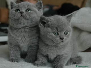 British gatti British shorthair cuccioli a Provincia di Como - Annuncio 10