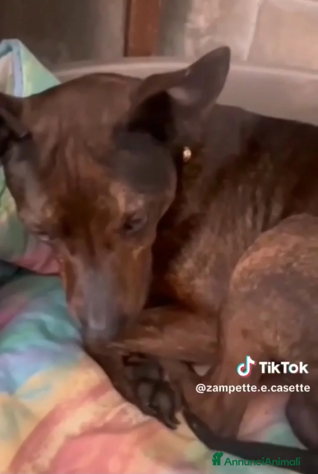 Meticcio cani in regalo: Mix Pinscher tigrato 4anni kg12 viveva soloCASERTA - Annuncio 2