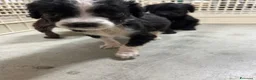 Meticcio cani in vendita: Cuccioli da tartufo  a Provincia di Potenza - Annuncio 3