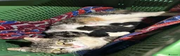 Meticcio gatti in regalo: 4 gattini - Annuncio 4