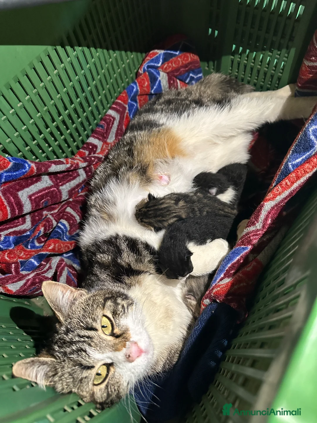 Meticcio gatti in regalo: 4 gattini - Annuncio 4