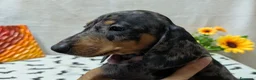 Bassotto cani in vendita: Bassotto tedesco standard pelo corto pedigree ENCI - Annuncio 20