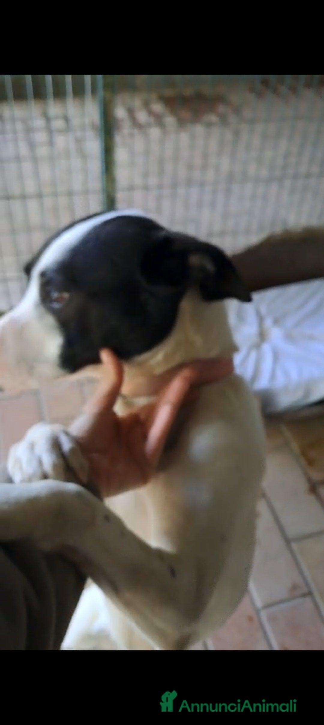 Altre razze cani in regalo: Uma, 4 anni, taglia media, cerca casa - Annuncio 6