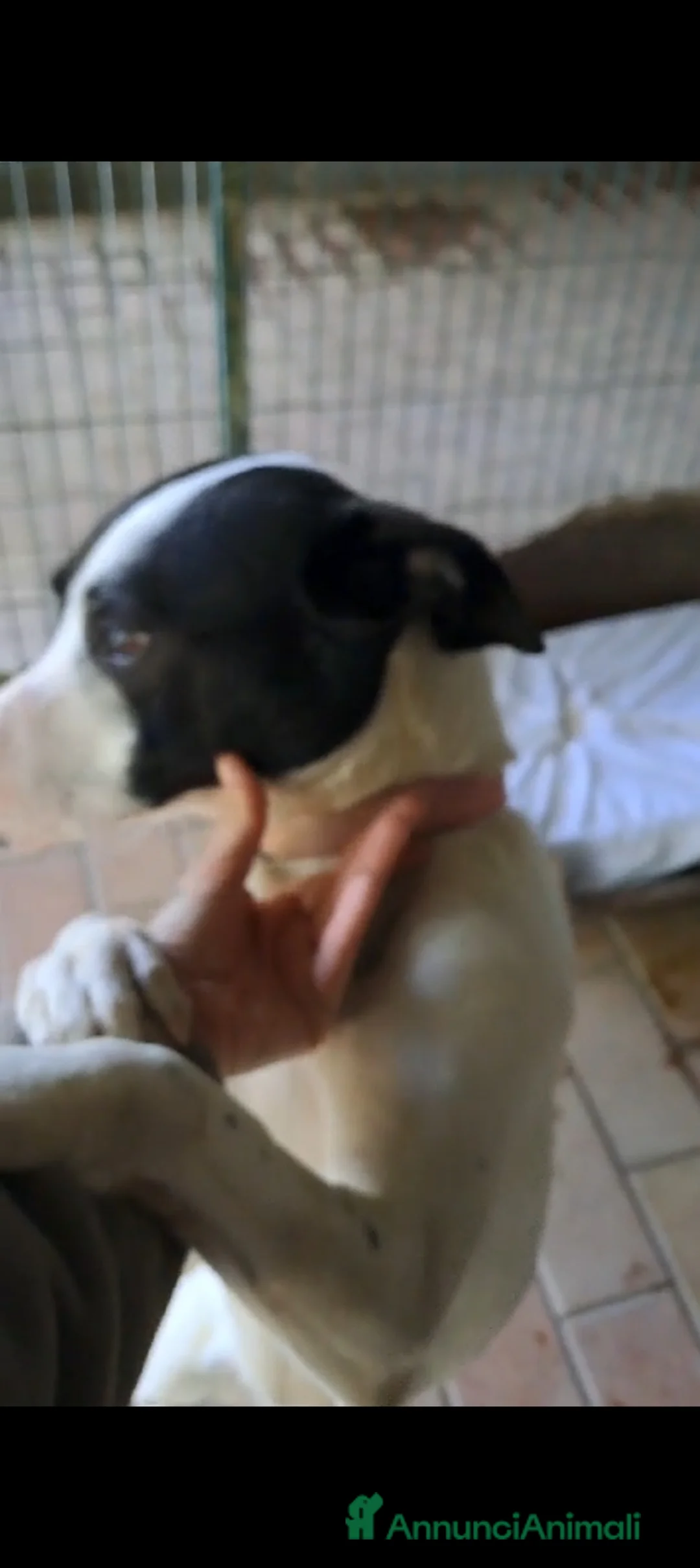 Altre razze cani in regalo: Uma, 4 anni, taglia media, cerca casa - Annuncio 6