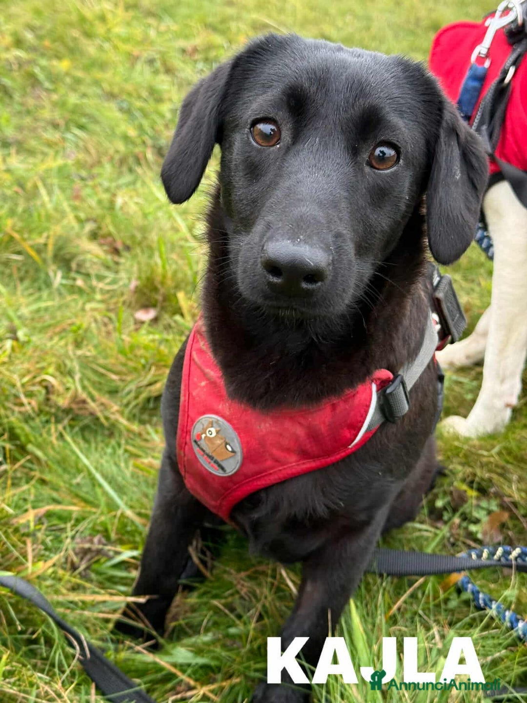Meticcio cani in regalo: LAJKA 6 KAJA, cucciole invisibili.  - Annuncio 2