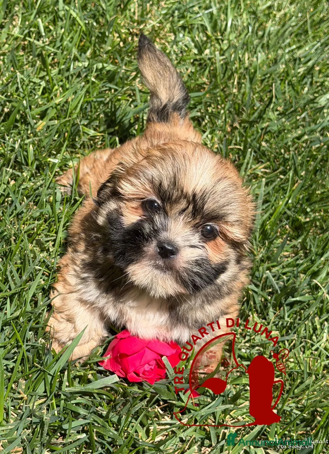 Maltipoo cani in vendita: Maltipoo Barboncino Lhasa Apso Tre Quarti di Luna - Annuncio 2